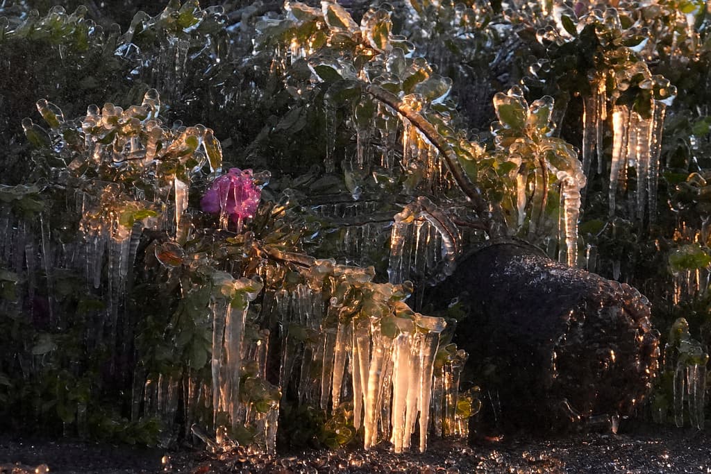 Ni las plantas ornamentales sobrevivieron a las bajas temperaturas en Plant City, una ciudad en el centro oeste de Florida, más cerca de la bahía de Tampa. Allí
<b>el termómetro marcaba 27 grados Fahrenheit ( -3 Celsius)</b> durante la mañana del domingo 1 de febrero.