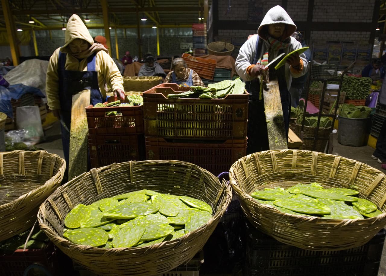 En México es uno de los recursos de mayor importancia económica de la flora por sus propiedades nutritivas, químicas, industriales, ecológicas, medicinales y simbólicas, según la comisión nacional para el conocimiento y uso de la biodiversidad (CONABIO).