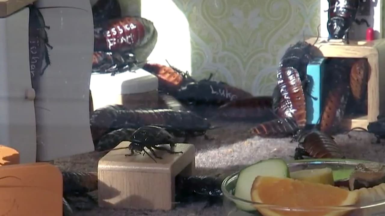 ¿Aceptarías? Empresa de control de plagas ofrece $2,500 a los hogares que permitan infestarlos con cucarachas