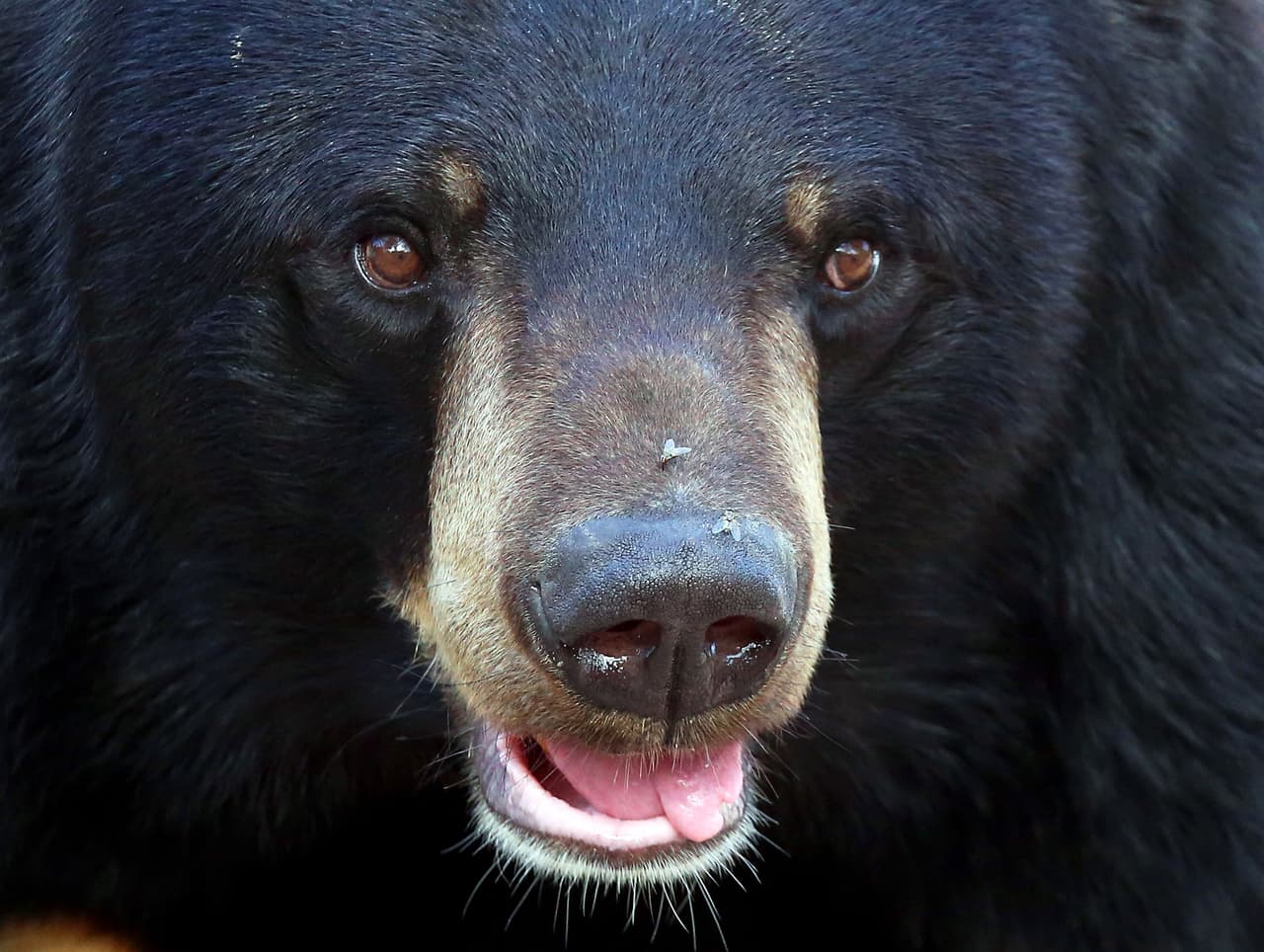 Ataque mortal de un oso en Florida: ¿por qué mataron a tres ejemplares tras el incidente?