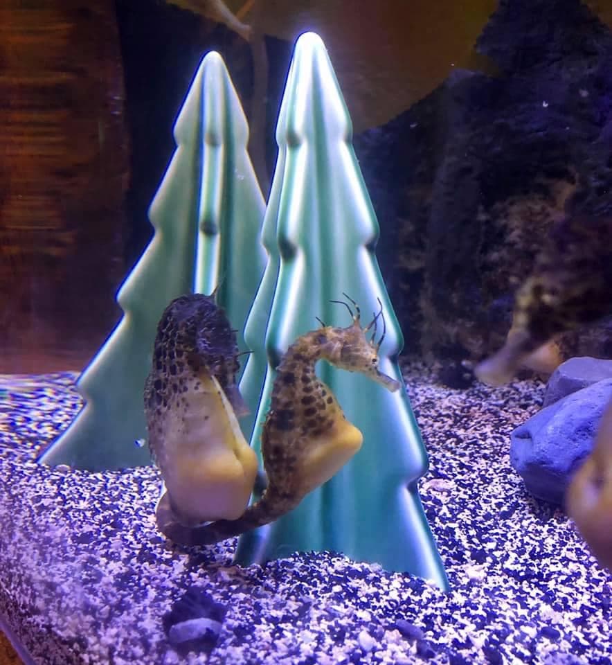 <b>Taller de Santa: Detalles y Decoración. </b>El Santa Workshop Experience recrea un taller navideño lleno de juguetes, luces y detalles artesanales. El ambiente íntimo permite capturar retratos familiares con un fondo que evoca la magia clásica de la temporada.