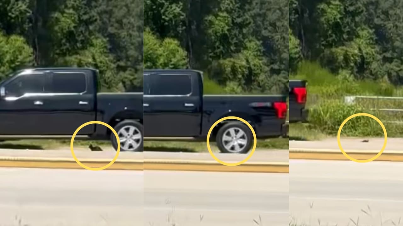 Mujer baja de su camioneta, abandona a un gatito en la carretera y luego lo atropella; buscan a la sospechosa