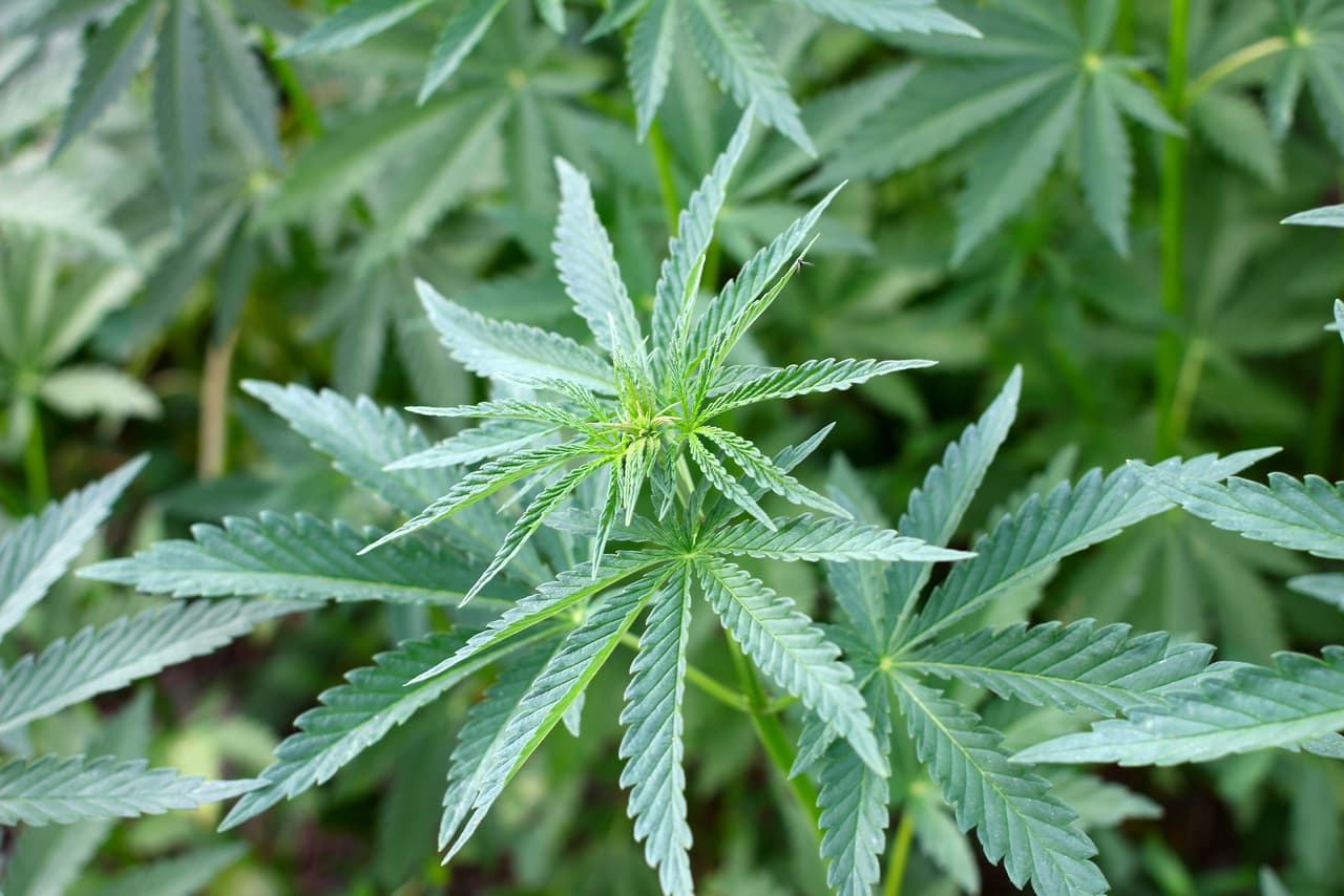 Lo que conocemos como
<i>Cannabis</i> es en realidad un género de plantas de la familia Cannabaceae. Aunque no hay certeza del número total de especies dentro de este grupo, se conocen principalmente tres especies, que son
<i>C. sativa</i>,
<i>C. indica</i> y
<i>C. ruderalis</i>. Algunos consideran que las tres son subespecies de una única
<i>sativa</i>.