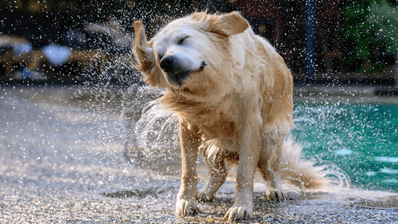 Cómo evitar que tu perro huela a perro ¡sin bañarlo! Estos tips lo dejarán oliendo bien