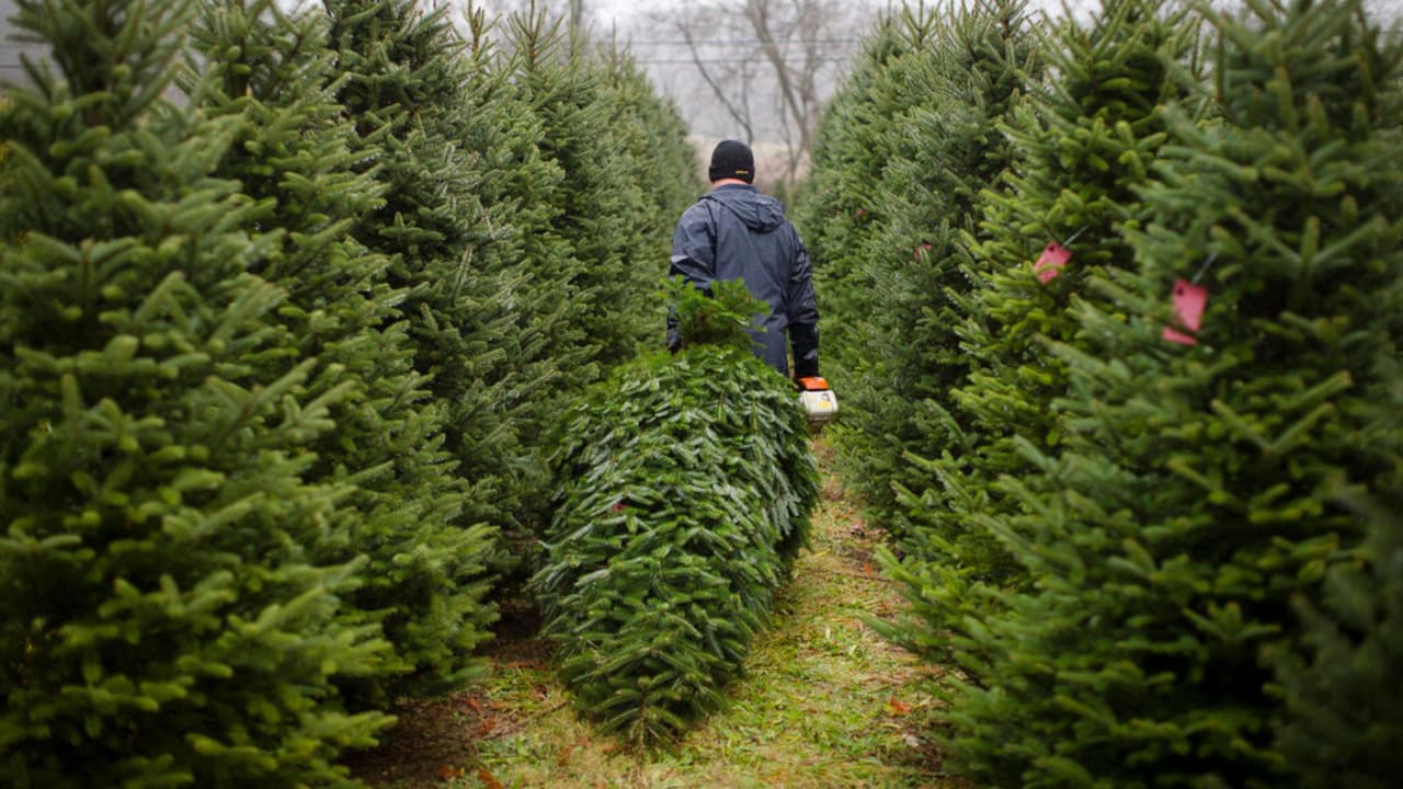 Houston invita a reciclar los árboles naturales de Navidad y darles una segunda vida: te explicamos cómo
