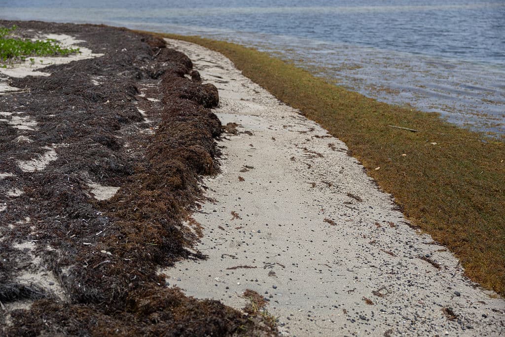 <b>Consecuencias económicas para Puerto Rico: </b>La acumulación de sargazo reduce el atractivo turístico de las playas y encarece los costos de limpieza, afectando directamente a los sectores hotelero, recreativo y pesquero.
<br>