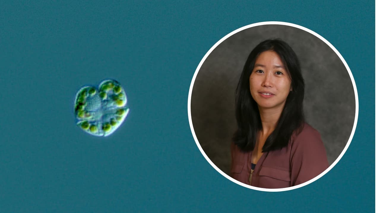 Virus en la marea roja: ¿la clave para predecir y frenar estos brotes tóxicos?