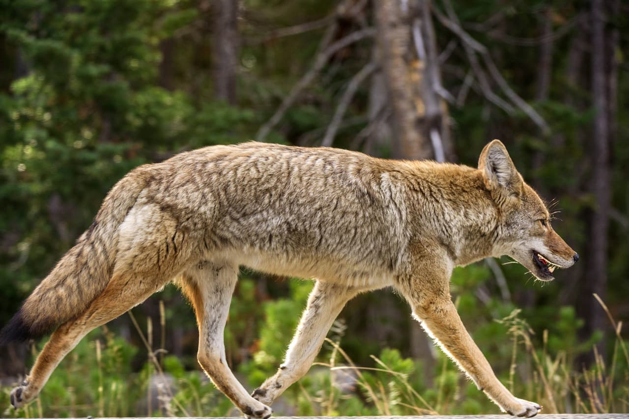 Buscan a coyote agresivo que mordió a estudiante en el campus de su universidad