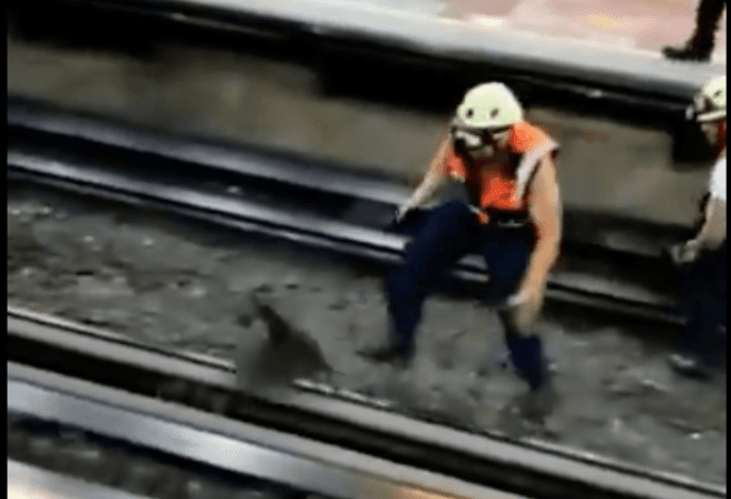 😂 Así fue cómo una gallina suelta en las vías detuvo el metro de la Ciudad de México