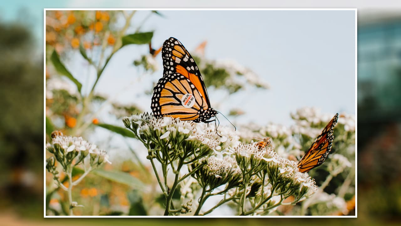 <b>Texas Discovery Gardens: </b>Con un increíble
<b>mariposario e insectario de dos pisos</b>, y “la casa de las serpientes”, este lugar rodeado de jardines ofrece una experiencia para que
<b>los niños aprendan sobre la naturaleza</b>.
<br>📆 Abierto de miércoles a domingo, de 10 de la mañana a 5 de la tarde.
<br>💰 El precio de las entradas empieza en $5 para niños entre los 3 y 11 años, y $10 para los adultos. Los pequeños menores de 3 años no pagan entrada, y las personas mayores de 60 años solo pagan $8.
<br>📍 3601 Martin Luther King Jr. Blvd