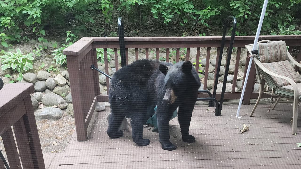 “No se acerquen”: captan a un oso merodeando en una casa en Antioch, al norte de Illinois