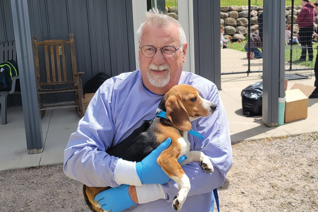 <b>¿Por qué se usan beagles en laboratorios?</b>
<br>
<br>Los beagles son la raza preferida en pruebas de laboratorio por varias razones:
<b>su tamaño pequeño o mediano los hace fáciles de manejar, y su temperamento dócil y confiado facilita los procedimientos.</b>
<br>
<br>Además, cuando sienten estrés o dolor, tienden a quedarse inmóviles en lugar de resistirse, lo que los convierte en sujetos más “manejables” para los técnicos,
<b> <a href="https://www.univision.com/noticias/estados-unidos/protesta-masiva-por-beagles-en-wisconsin-termina-con-enfrentamientos-uso-de-gas-pimienta-y-arrestos" target="_blank">algo que muchas catalogan como crueldad animal. </a></b>
