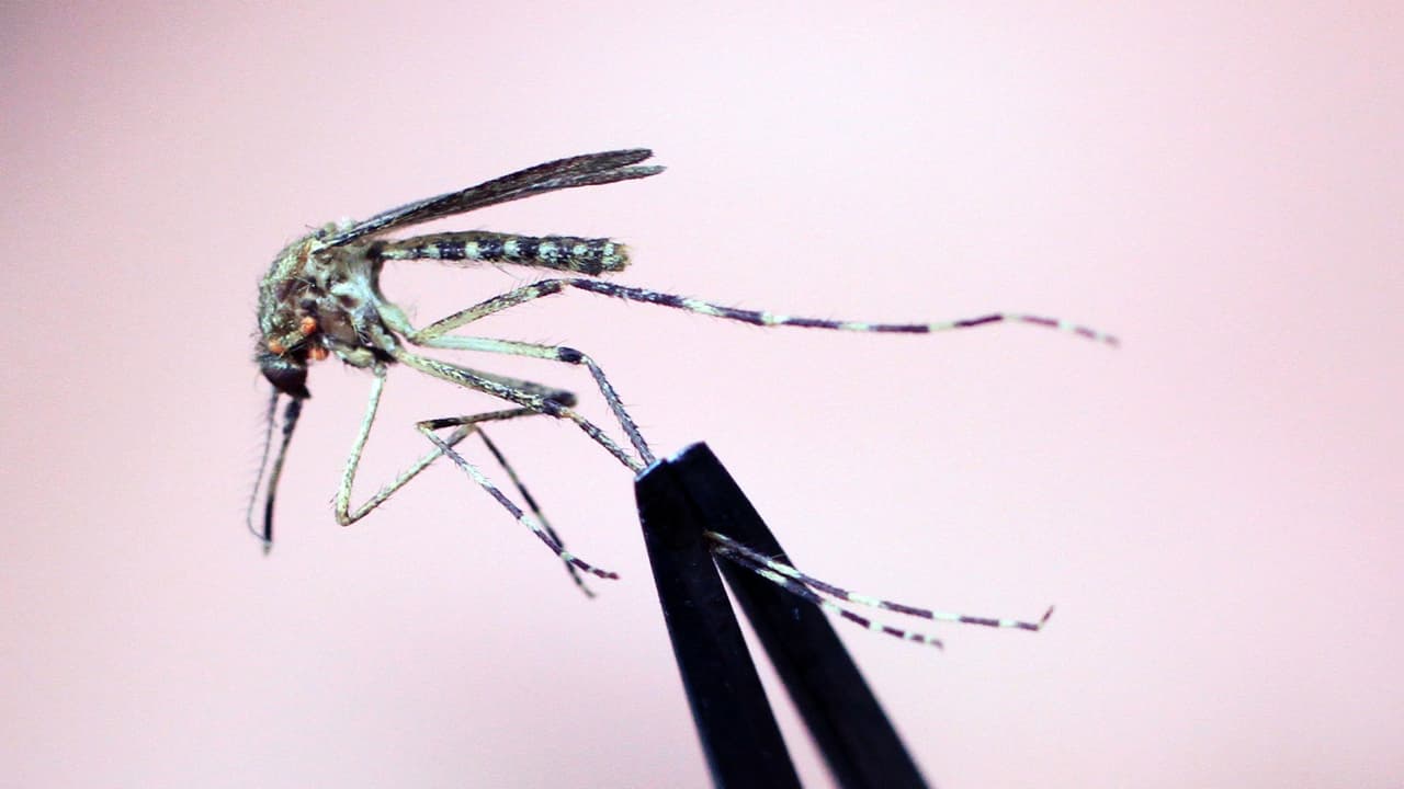 Qué es la encefalitis equina oriental, la peligrosa y rara enfermedad transmitida por mosquitos que ya dejó un muerto en EEUU