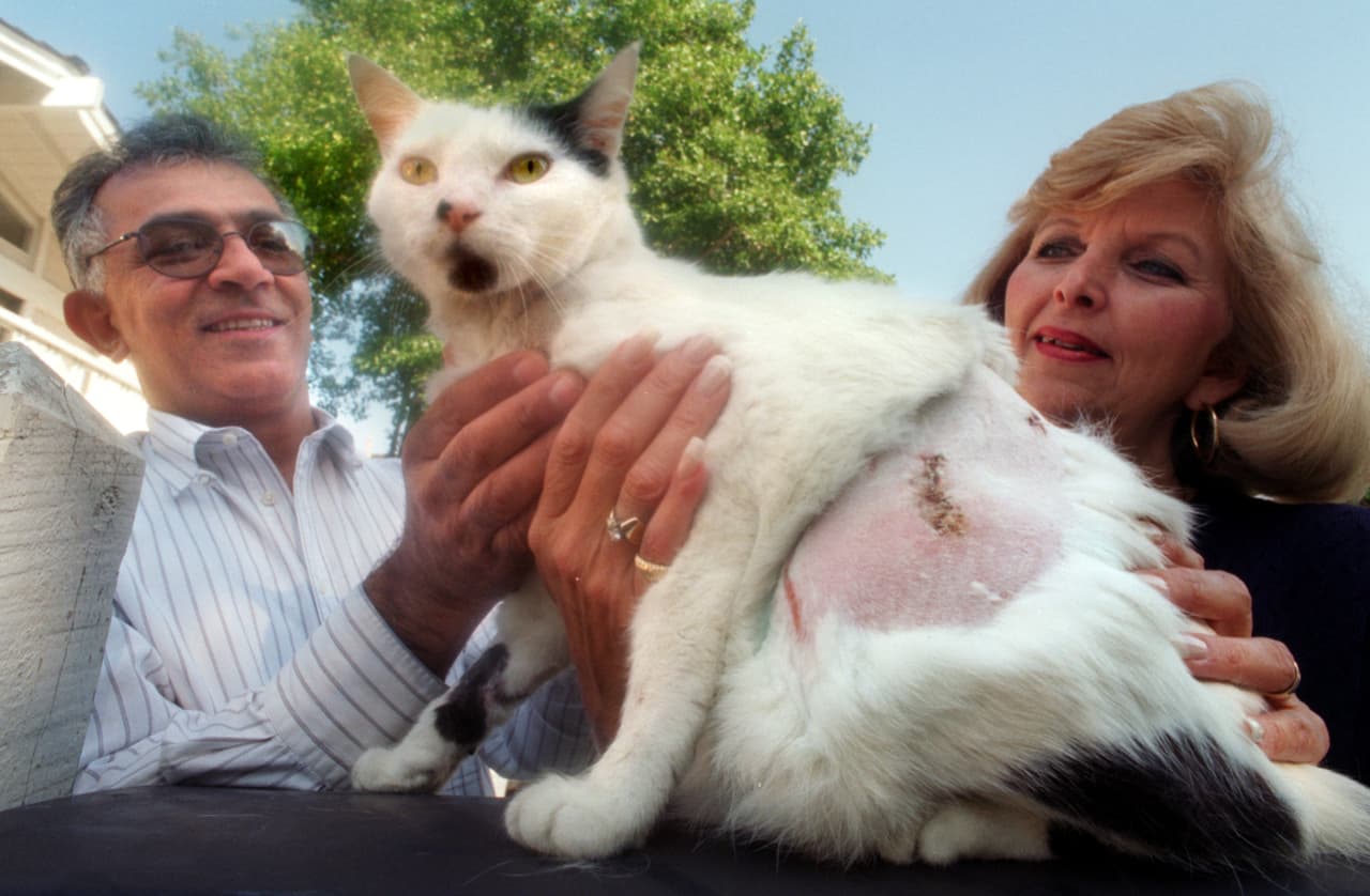 <b>15.</b> Cualquiera que alimente intencionalmente a los coyotes
<b>está poniendo en riesgo de un ataque y heridas graves a los niños y mascotas</b> del vecindario completo. El gato en la foto sobrevivió al ataque de un coyote, pero muchos no lo logran.