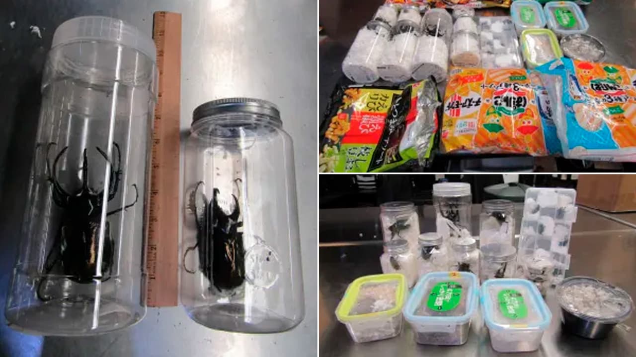 Decomisan 37 escarabajos vivos ocultos en dulces japoneses en el aeropuerto de Los Ángeles