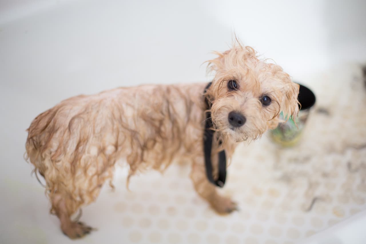 <b>En los perros, los síntomas de algas nocivas pueden incluir:</b>
<ul>
<li style="box-sizing: border-box; margin-bottom: 10px;">Babeo excesivo, vómitos y diarrea</li>
<li style="box-sizing: border-box; margin-bottom: 10px;">Espuma en la boca</li>
<li style="box-sizing: border-box; margin-bottom: 10px;">Ictericia y hepatomegalia</li>
<li style="box-sizing: border-box; margin-bottom: 10px;">Sangre en la orina u orina oscura</li>
<li style="box-sizing: border-box; margin-bottom: 10px;">Tropezar</li>
<li style="box-sizing: border-box; margin-bottom: 10px;">Pérdida de apetito</li>
<li style="box-sizing: border-box; margin-bottom: 10px;">Fotosensibilización en animales en recuperación</li>
<li style="box-sizing: border-box; margin-bottom: 10px;">Sensibilidad abdominal</li>
<li style="box-sizing: border-box; margin-bottom: 10px;">Progresión de las contracciones musculares</li>
<li style="box-sizing: border-box; margin-bottom: 10px;">Parálisis respiratoria</li>
</ul>