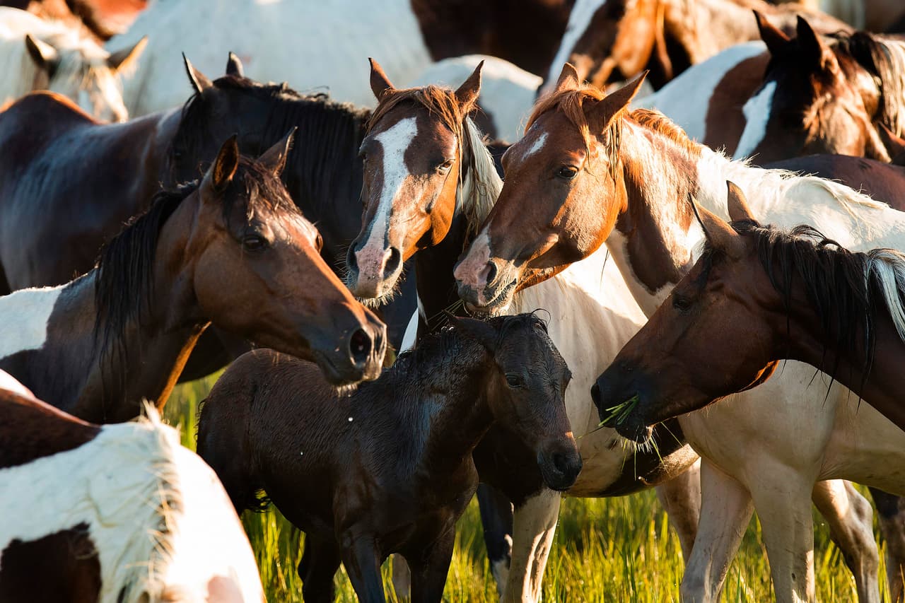 Ofrecen caballos y burros salvajes en adopción; habrá subasta de ejemplares entrenados
