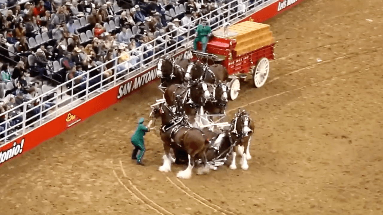 Unos caballos se enredaron en un espectáculo del rodeo de San Antonio y el video se viralizó
