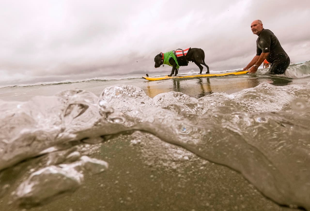 Las actuaciones de las mascotas fueron juzgados según su nivel de confianza sobre la tabla, la duración del viaje y sus capacidades como surfistas en general.