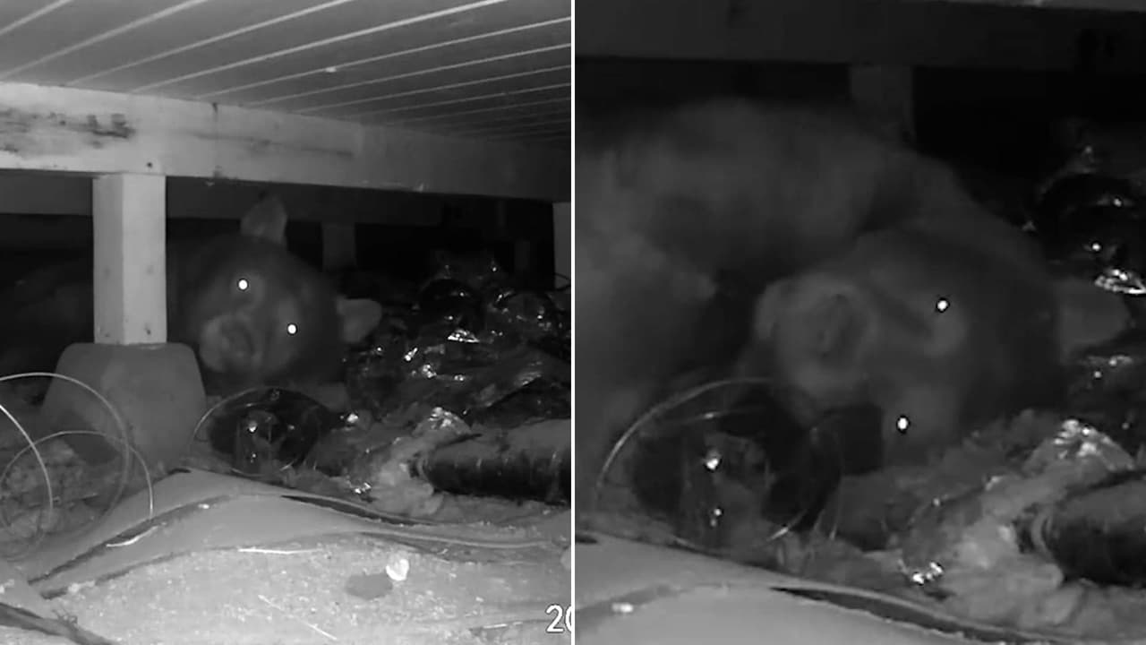 Encuentran a oso hibernando debajo de una casa en el área de Tahoe