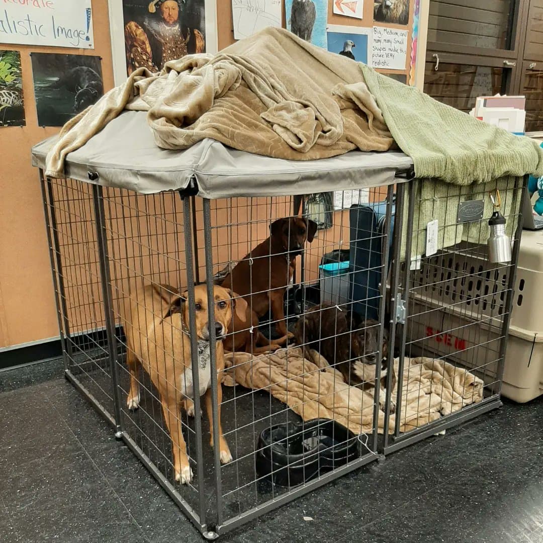 Perros protegidos en un refugio que recibe mascotas en Sarasota.