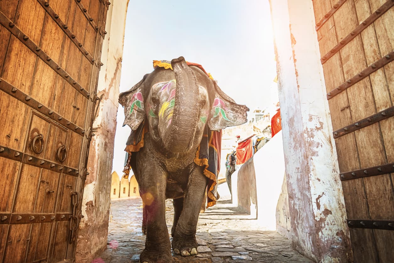Video: un elefante arroja por los aires a un hombre durante una sesión de fotos