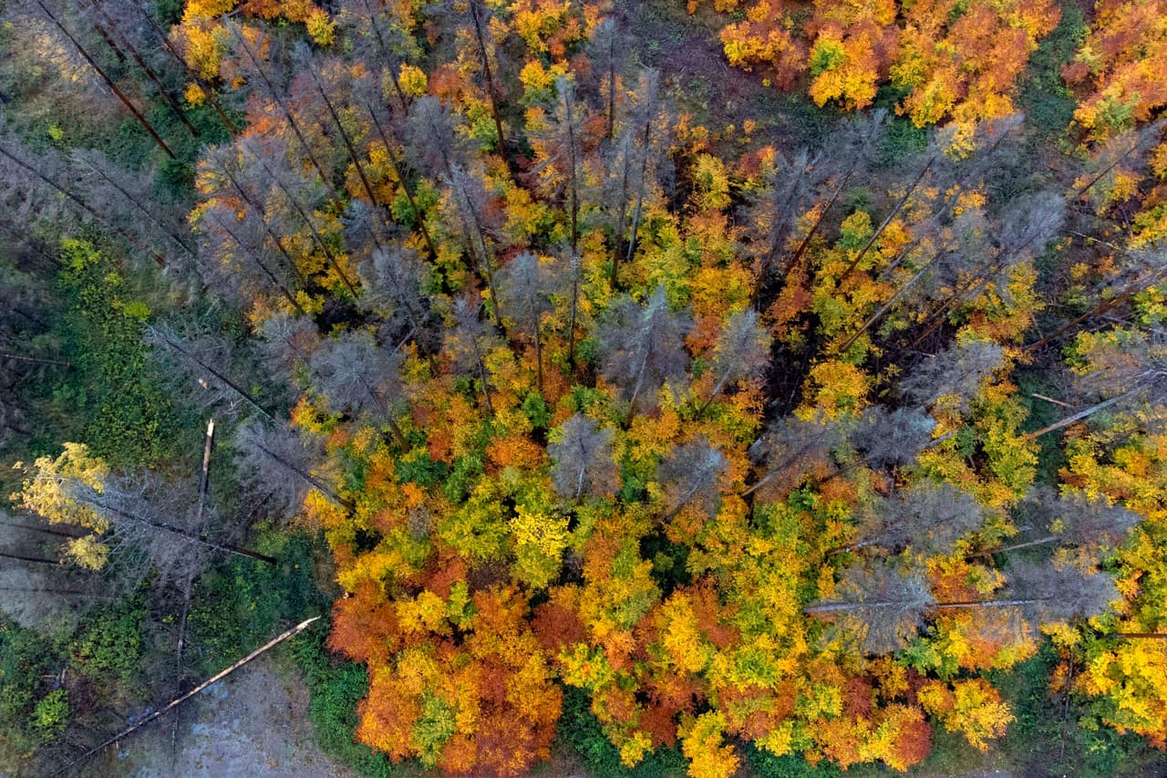 ¿Es absurdo plantar árboles para combatir el cambio climático?