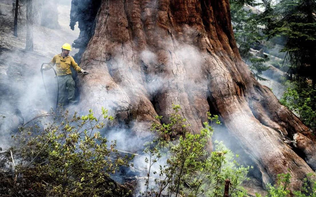Protegen secuoyas para evitar que sean arrasadas por el fuego en Yosemite
