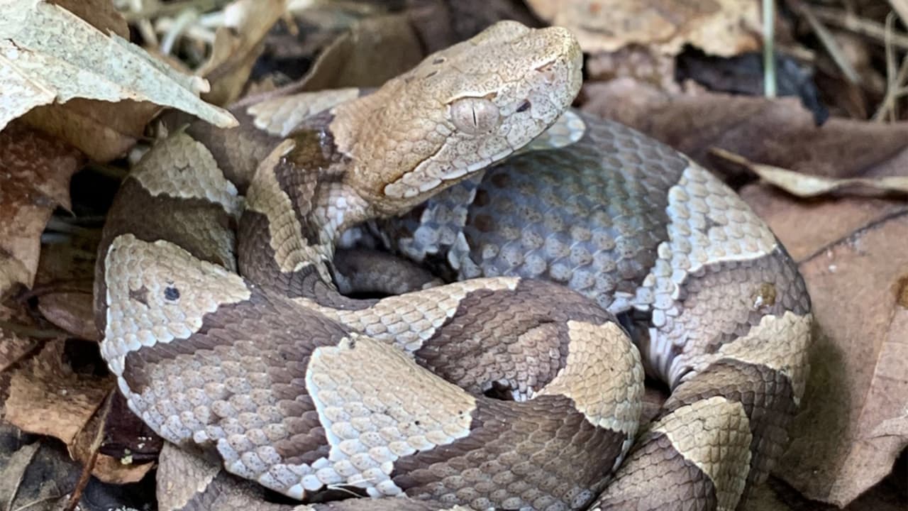 Aumenta presencia de serpientes cabeza de cobre en Maryland; alertan a residentes