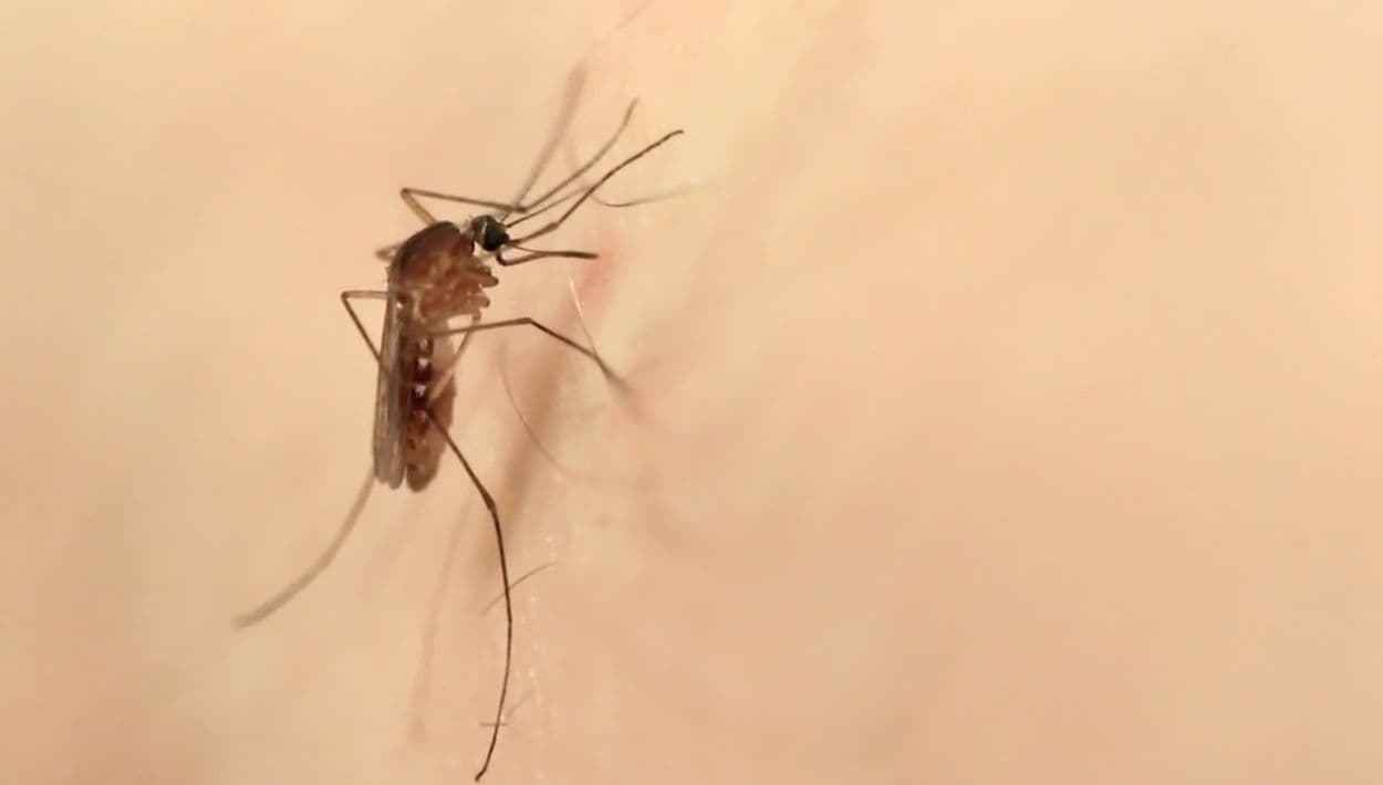 Los Ángeles lidera una lista que nadie quisiera encabezar y tiene que ver con sus mosquitos