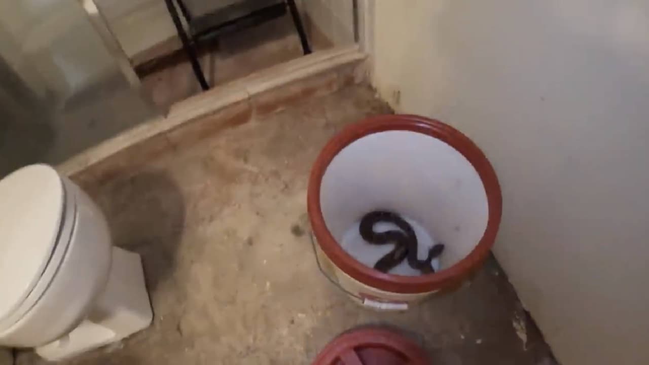 Remodelaba su casa y encontró un nido de serpientes de cascabel en Tonopah