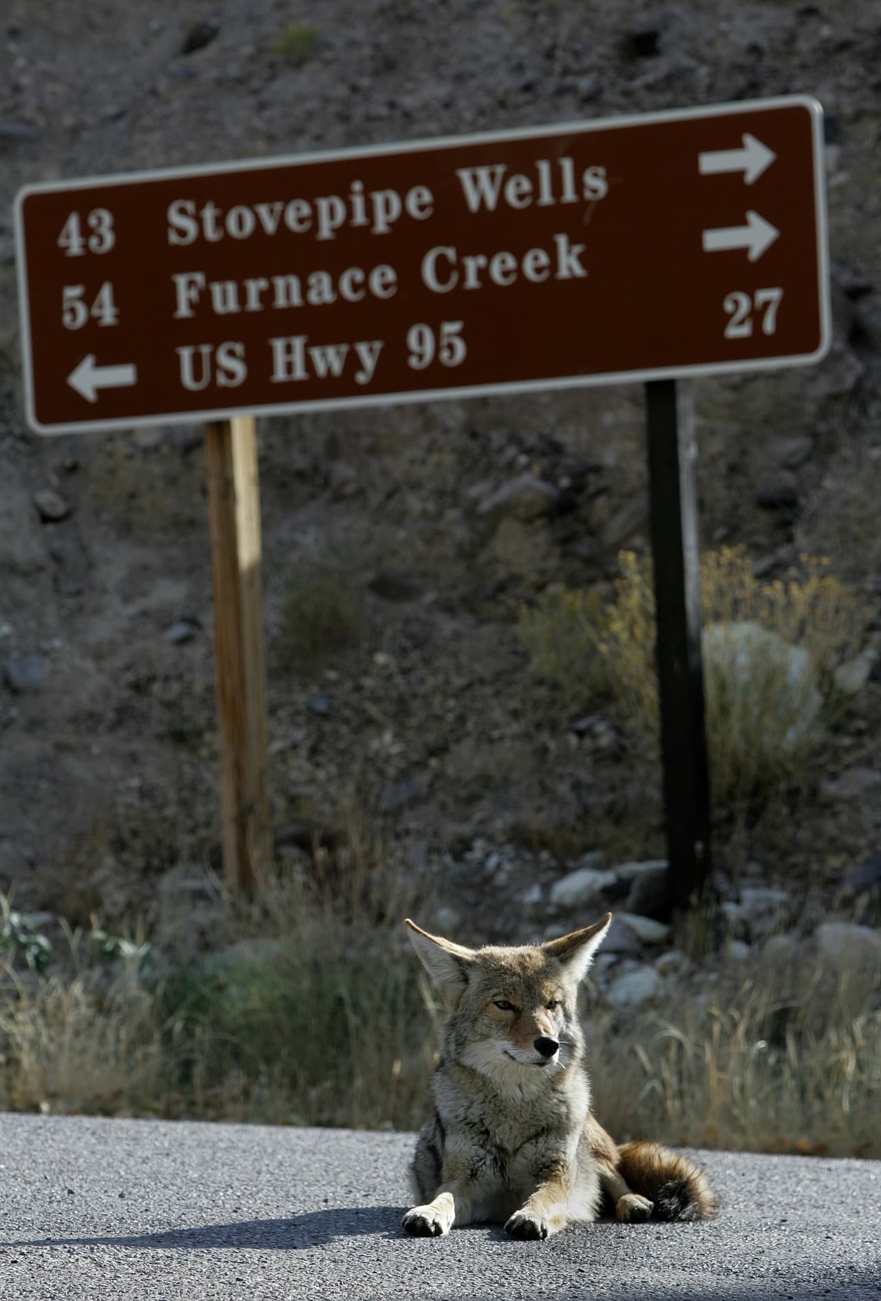 <b>9.</b> Intenta no establecer una rutina regular cada día con tus mascotas, pues l
<b>os coyotes pueden aprender tus horarios y se sabe que planean sus ataques. </b>Podrían sentarse a esperar para atacar a su presa.