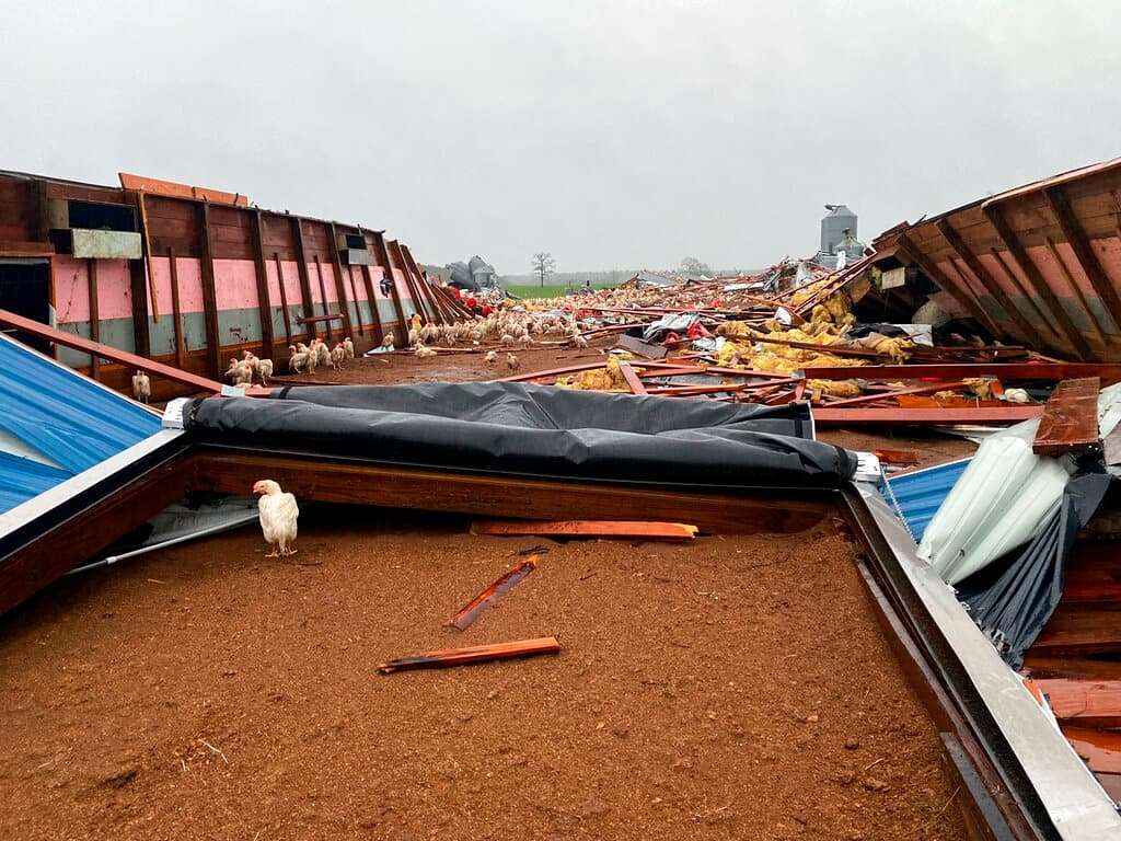 Pollos deambulan libremente por una granja dañada por un tornado el miércoles en Pelahatchie, Mississippi.