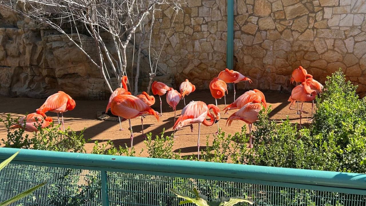 Zoológico de San Antonio cierra áreas por precaución a gripe aviar