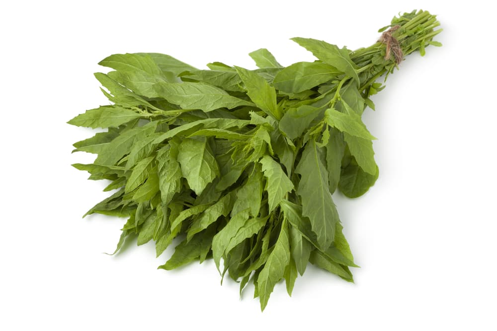 De cualquier manera, se sigue advirtiendo que su uso debe ser moderado, ya que tiene ciertas sustancias que, en su abuso, pueden ser tóxicas, como el oxalato o el ascaridol. Es importante hervir bien la planta y no hacerlas al vapor, y consumirla en exceso puede ocasionar piedras en los riñones.