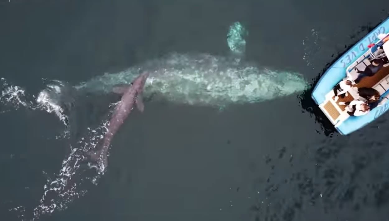 Ballena gris pesca la atención de turistas en California, llevándolos del horror a la máxima ternura