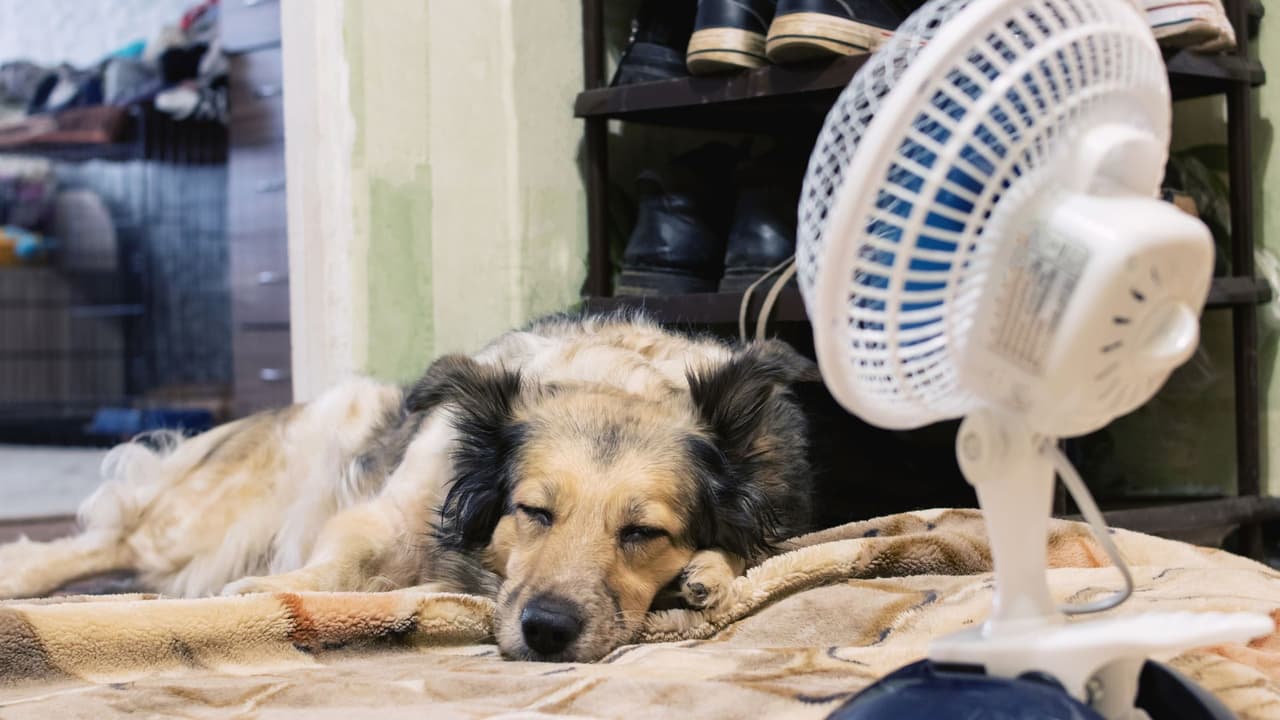 Por qué no debes cortar el pelo a los perros en los meses de calor