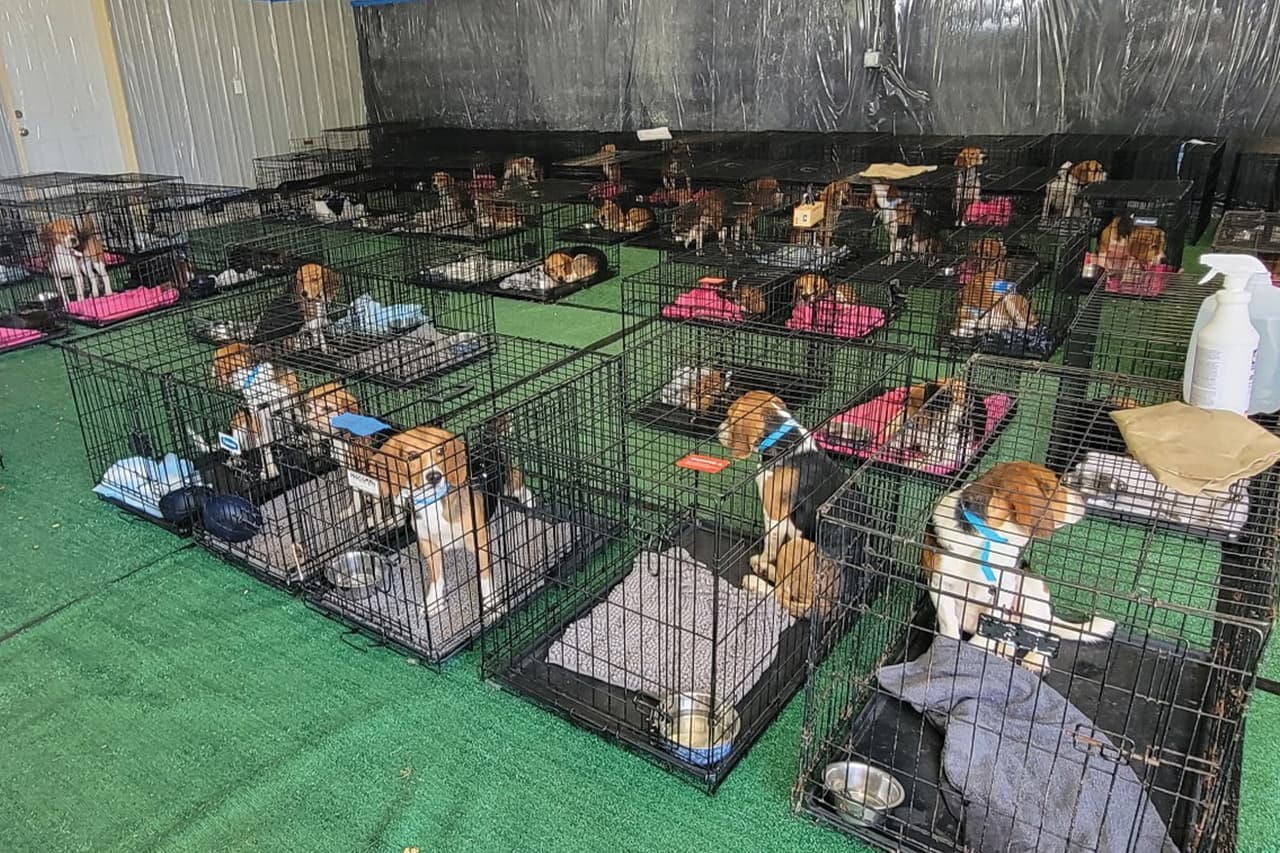 Los animales
<b> pasaron toda su vida en jaulas, criados exclusivamente para fines biomédicos</b>.
<br>
<br>
<b>El rescate representa para ellos un nuevo comienzo: la oportunidad de pisar pasto por primera vez, vivir al aire libre y encontrar una familia.</b>