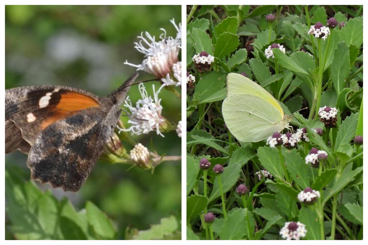 Miles de mariposas llegan al centro de Texas: aquí te decimos por qué