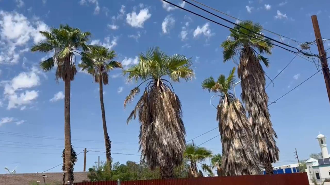 Muere el jardinero hispano Javier Palafox, mientras podaba una palmera en Pima