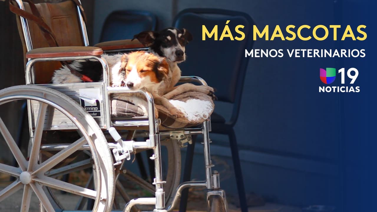 Más mascotas, pero menos veterinarios: la crisis de cuidado de la salud para animales