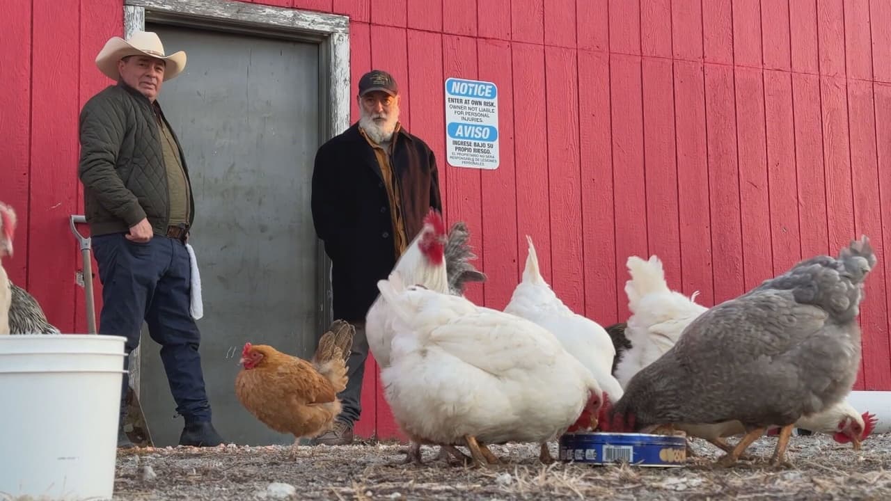 Granjero mexicano de Illinois revela su secreto para proteger a sus gallinas ponedoras de la gripe