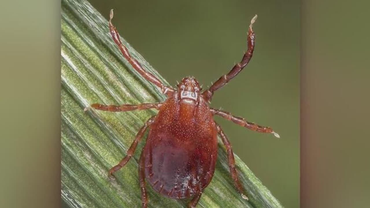 Hallan garrapata asiática en Nueva York y Nueva Jersey: cómo prevenir una picadura