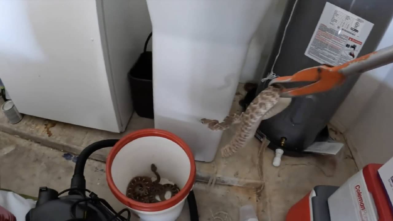 Hombre encuentra hasta 20 serpientes de cascabel dentro de su casa de Mesa