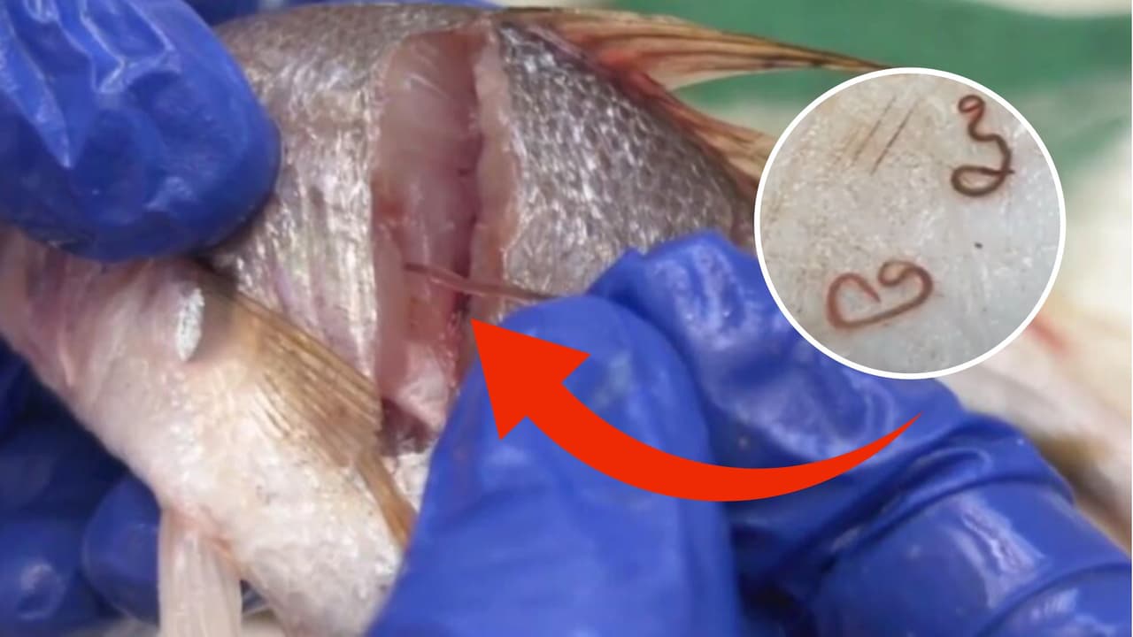 Mujer hondureña compra pescado lleno de larvas: pon atención a esto al consumirlo