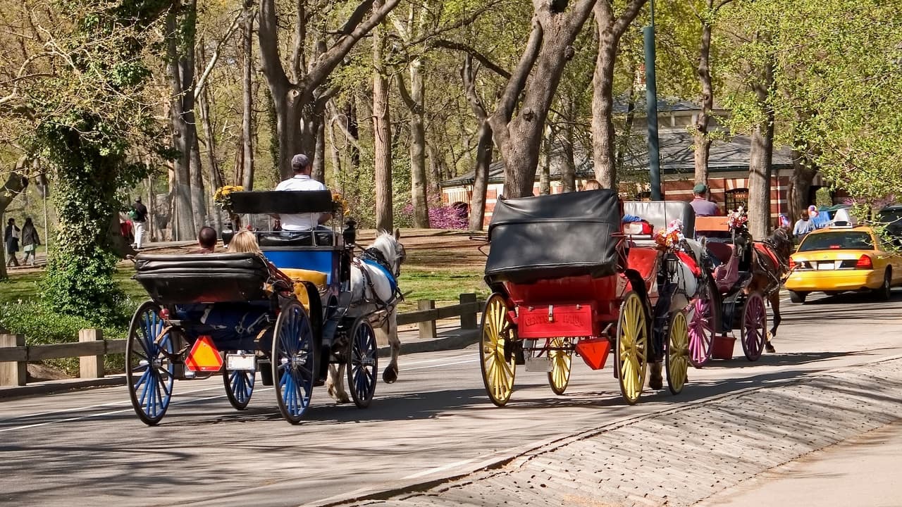 Paseos en carruaje se mantienen suspendidos en Central Park tras muerte de turista de 18 años