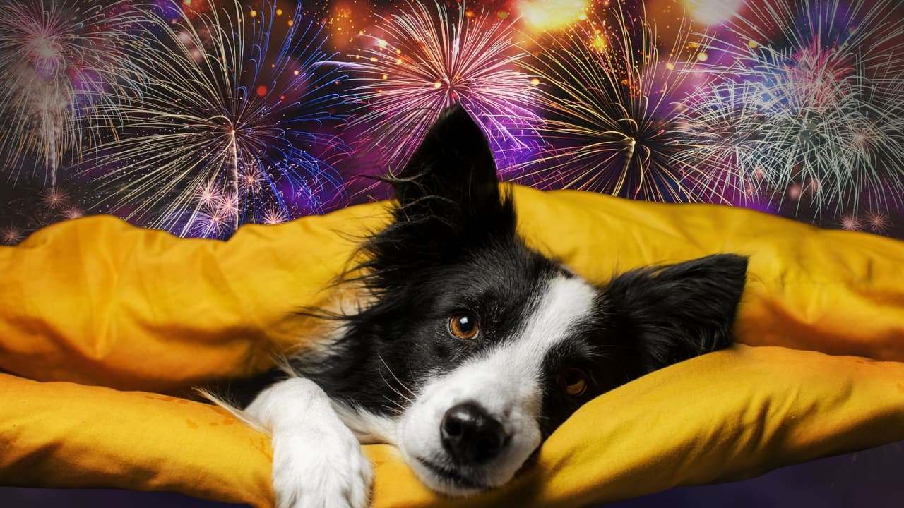 Dallas abrirá su refugio para acompañar a perros durante los fuegos artificiales