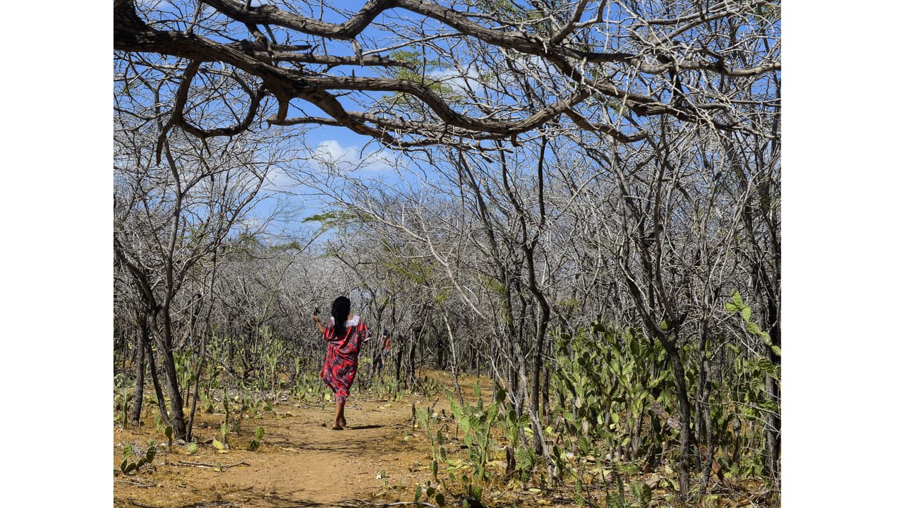 A Wayuú woman walks along the parched landscape. Climate models predict that drought in the Caribbean will intensify in coming years. Many have left to try their luck in the city.