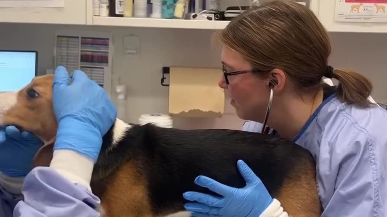 Los 25 perros rescatados tienen entre
<b> 10 meses y 3 años de edad</b>, qué, serán evaluados por los equipos médicos y de comportamiento de PAWS Chicago.
<br>
<br>Esta acción forma parte de un esfuerzo coordinado más amplio para salvar hasta
<b>1,500 beagles de dicho criadero.</b>