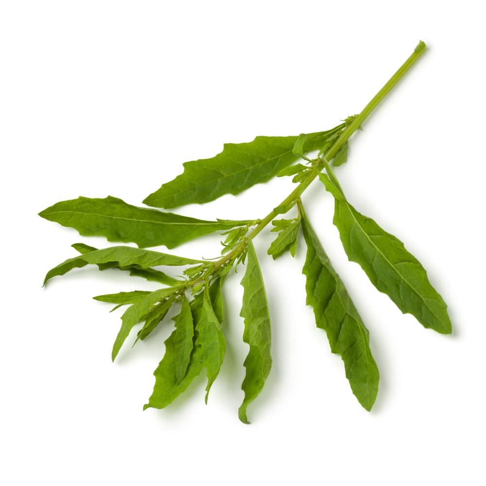 Tomadas en té o infusión también se cree que ayuda en problemas de la vesícula biliar, acidez estomacal, como purgante, en enfermedades respiratorias como contra bronquitis, asma y catarro. Además, contra el dolor de pecho y dolor de costado, inflamación de articulaciones o alguna hinchazón por golpes.